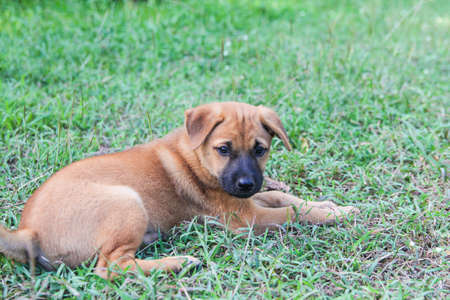 beautiful puppy brown dog looking,eyes dog portrait on grass. Copy space for textの写真素材