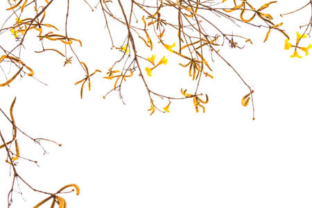 Yellow flower ,Summer season isolated on white backgroundの写真素材