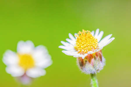 White flower with grass . copy space for your text