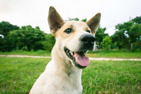 Dog on a green grass outdoorsの写真素材