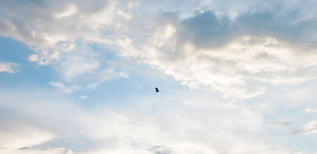 Motion bird flying on Clouds and blue sky backgroundの写真素材