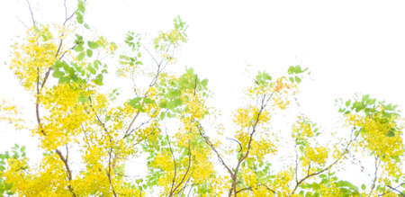 Soft and blur yellow flower on white background.