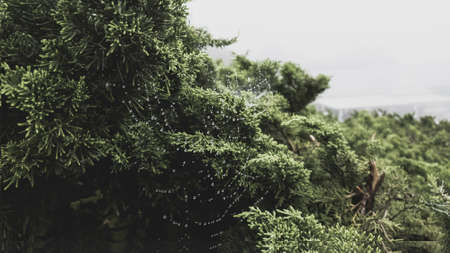 Dew on spider web, green pine The weather is cold on the mountain.