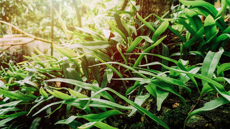 Fresh Green leaf pattern nature for background
