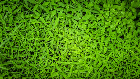 Fresh Green leaf pattern nature for background