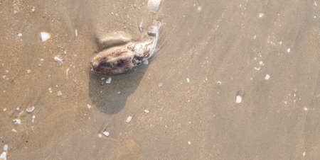squid on sand at the beach Aquatic animal nature.