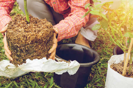 Asian young man  planting  rose flower of gardening in garden at home
