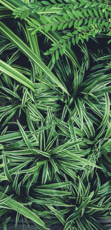 Green leaves plant pattern for background, fresh spring beautiful nature as vivid color  leaf  and...
