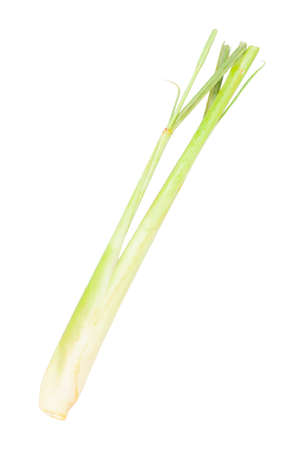Fresh lemongrass isolated white backgroundの写真素材