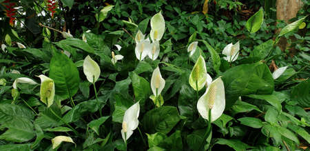 Fresh Peace lily of white or Spathiphyllum Is a popular,Flower is sacred ornamental plant for decoration the leaves are large, dark green.の写真素材