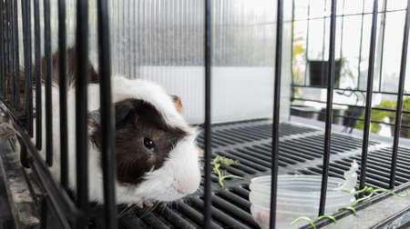 The black and white rabbit, cute pets in the cage.