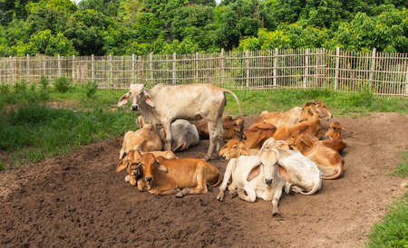 Herds of cows stand and sit on mud in a farm surrounded by wooden stalls.の写真素材