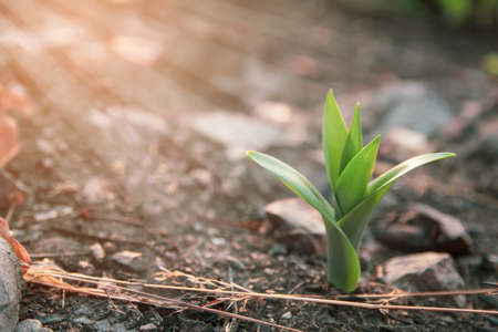 young green plants growing in nature with sunlight in the morning.Success concept