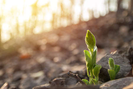 young green plants growing in nature with sunlight in the morning.Success concept