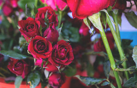 rose flower is vivid texture backgroundの写真素材