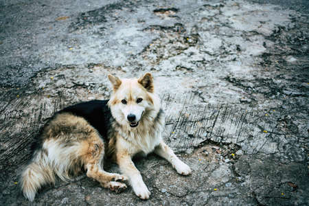 Smiling a Dog on the floor of cement background outdoorsの写真素材