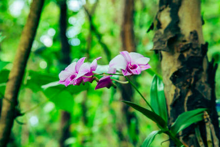 Purple orchids in a forest Thailand. Beautiful spring season  flowers with  green With trees and leaves backgroundの写真素材