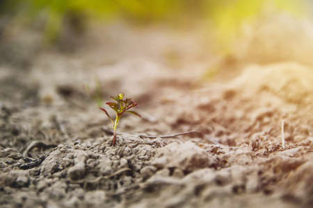 young green plants growing in nature with sunlight in the morning.Success conceptの写真素材
