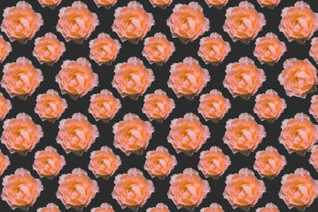 Seamless floral pattern with pastel Orange of  roses on a black backgroundの写真素材