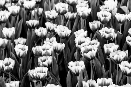 Black and white tulips flower blooming nature texture background.の写真素材