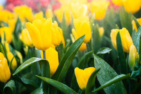 Yellow tulips flower bloom with sunlight nature background.の写真素材