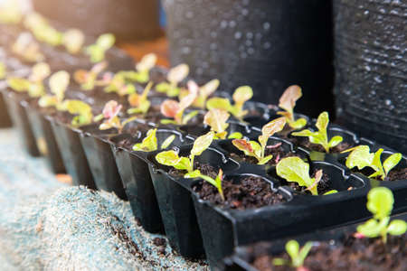 Lettuce of small Red Oak is growing on the pot with sunlight in the morning.の写真素材