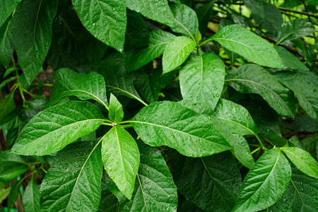 Raindrops on Gymnanthemum extensum leavesâ€‹ is a medicinal plant.