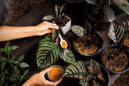 The gardener's hands are fertilizing the plants to help them grow. By taking care of tillage Top...