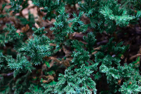 green leaf texture background leaves nature top view