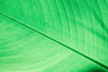 green leaf detail line  texture background Natural wallpaper