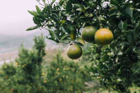 Ripe oranges have dew drops on the plant in winter.の写真素材