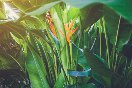 Bird of paradise or Strelitziaceae blooming flower with sun light jungle green plants nature background.の写真素材