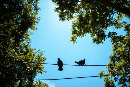 Two doves perched on wireline in a beautiful blue sky daylight silhouette copy space for the article