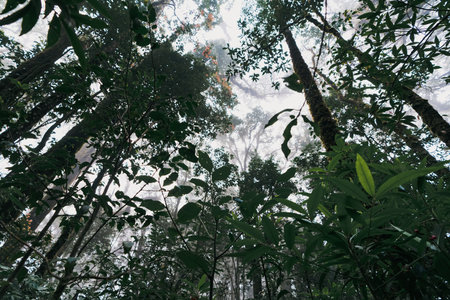 The scenery of the trees in the deep forest is thick with mist and light in winter and cool in the...