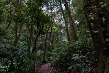 forest with walkways The nature and misty environment in the deep forest Landscapes, scenery, trails, trekking and idyllic sites winter morning Asia, Doi Inthanon, Chiang Mai, Thailand.の写真素材