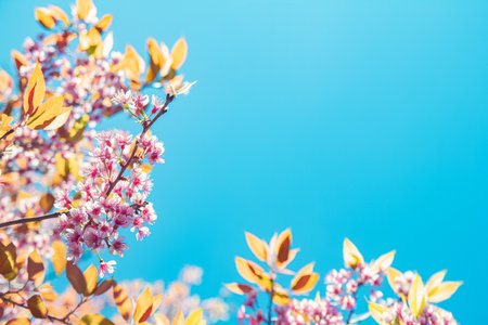 Sakura flowers blooming in full bloom, taking pictures from the angle overlooking the blue sky. Leave space for letters.の写真素材