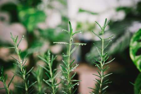 Close up, Fresh green rosemary with drop water  in a pot growing in a small greenhouse in the backyard.の写真素材