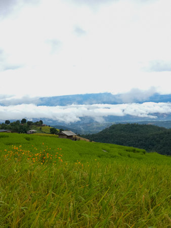 Rice terraces in Mae Chaem, Chiang Mai, Thailand is serene view of green fields fresh air flowing streams and misty skies. Vertical photo Shoot by smart phoneの写真素材