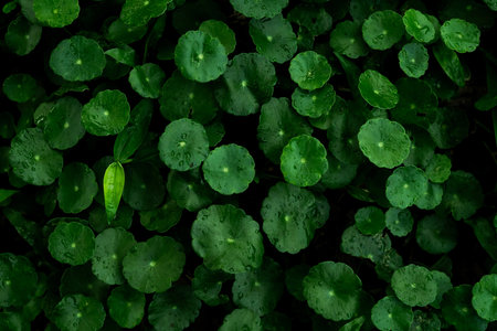 Centella asiatica (Hydrocotyle umbellata) green leaves with water droplets leaf natural texture...