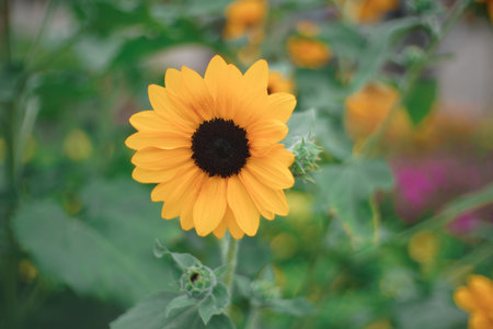 Sunflowers bloom in the morning light in the garden.の写真素材