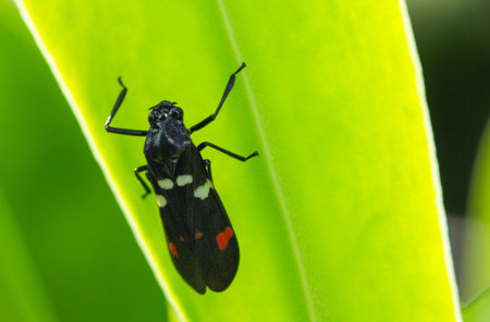Small black insects crawl across vibrant green leaves in natural garden, showcasing the intricate details of wildlife and the quiet life thriving outdoors.の写真素材