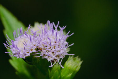 Delicate purple flowers bloom in a sunlit garden their vibrant petals and lush greenery, and...