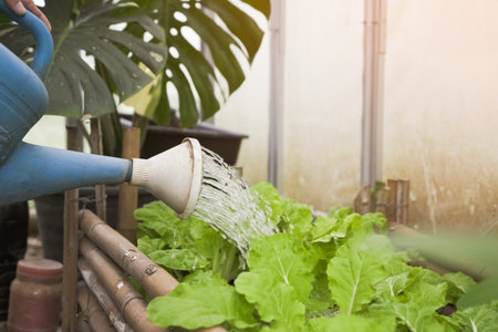 Close up of Hand people watering fresh green lettuce in urban home garden.の写真素材