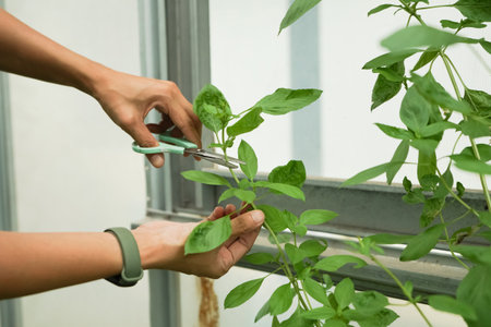 Close-up shot of a hand gently harvesting fresh, vibrant Thai Basil leaves into a small green plastic basket from an indoor or urban garden area.の写真素材