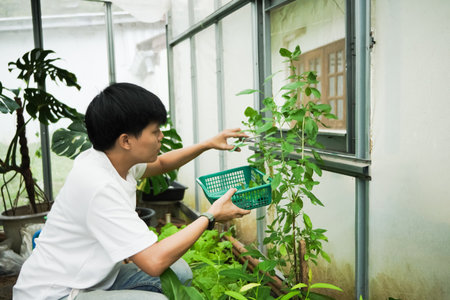 Close-up shot of a hand gently harvesting fresh, vibrant Thai Basil leaves into a small green plastic basket from an indoor or urban garden area.の写真素材