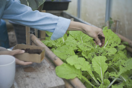 Sustainable urban gardener repurposing spent coffee grounds as organic fertiliser for fresh leafy greens. Eco-friendly DIY composting recycling food waste the growing trend of home vegetable farming.の写真素材