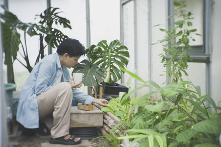lifestyle of a city dweller embracing sustainability and urban farming, an asian man takes a coffee break while inspecting and caring for his leafy greens inside his private greenhouse.の写真素材