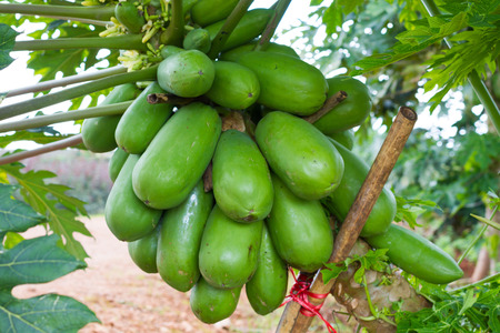 Papayas are one of the few fruits that will ripen after they have been picked.の写真素材