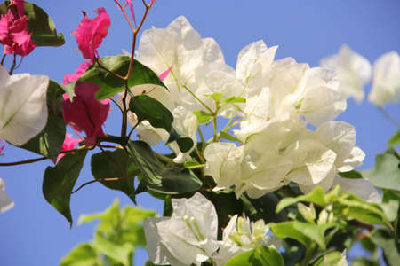 Flowers blossomの写真素材