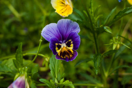 Purple butterfly-like flowerの写真素材